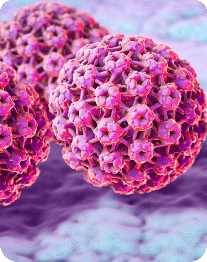 hpv vírus méhnyakrák kutatás